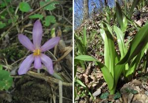 colchicum autumnale.JPG